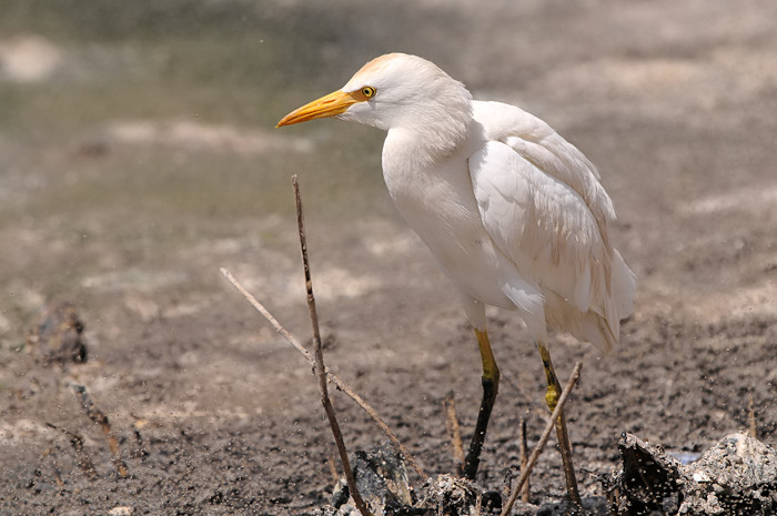 Koereiger 1.jpg